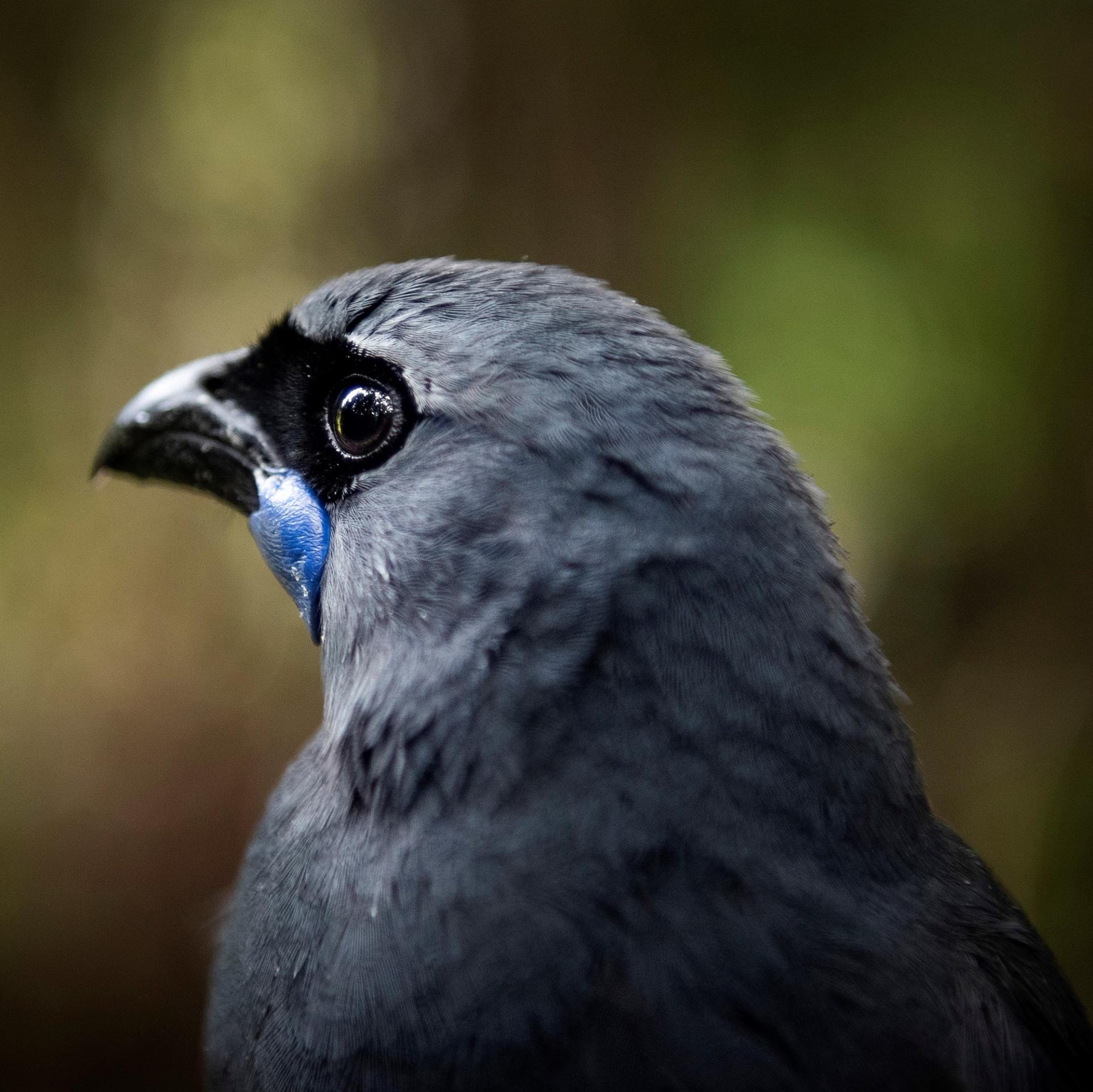 Helping Kōkako Stretch Their Wings