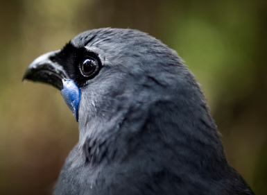 Helping Kōkako Stretch Their Wings