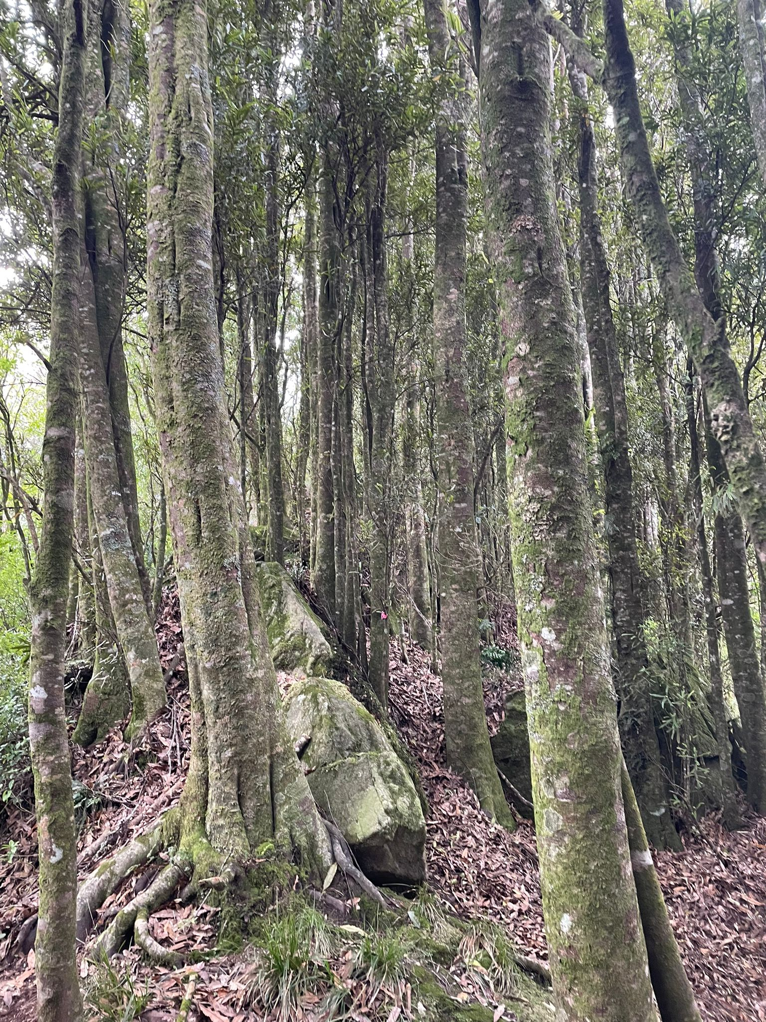 Restoring Kiwi & Native Birdsong At Lake Okareka