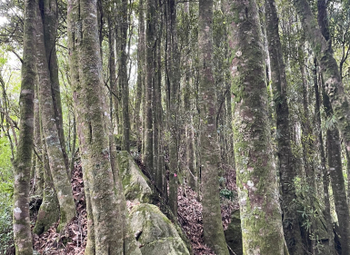 Restoring Kiwi & Native Birdsong At Lake Okareka