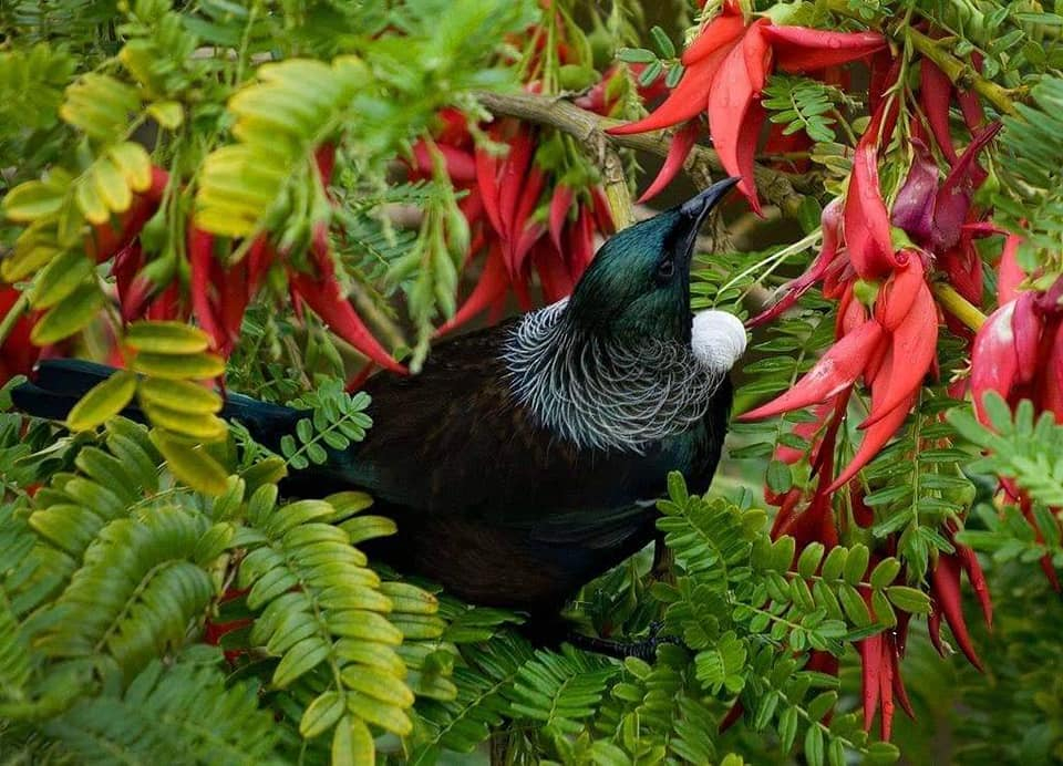 Bringing Nature’s Beauty Back From The Brink